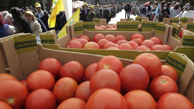 Tomato war.JPG